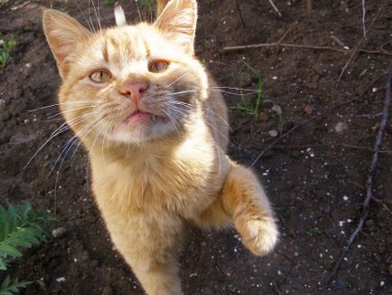 Някои от най-злото породи котки със снимки, червено котка