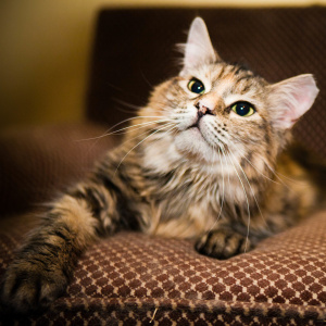 Някои от най-злото породи котки със снимки, червено котка