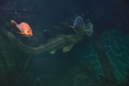 Нов аквариум на магистрала Дмитров на мол Рио - Преглед на посещение, цени на билетите, как да стигна до