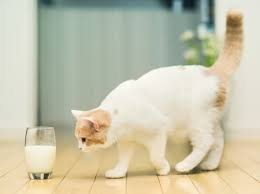 Трябва ли да дадете на млечни продукти, котешки