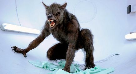 Върколаци мит и реалност дали те съществуват в реалния живот в нашето време