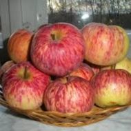 правила за обработка ябълка пролетни и средства за селекция