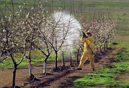 правила за обработка ябълка пролетни и средства за селекция