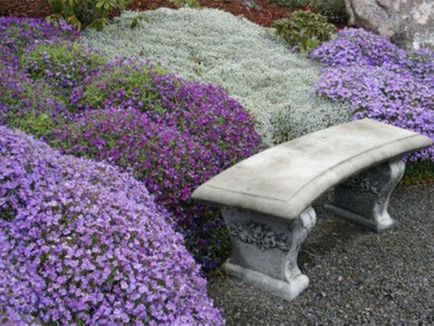 Aubrieta засаждане и грижи в открито поле, снимка (на открито) Aubrieta засаждане и грижи в открито поле, снимката