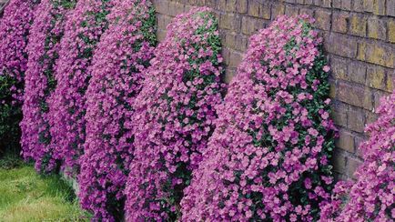 Aubrieta засаждане и отглеждане на семена, грижи снимка