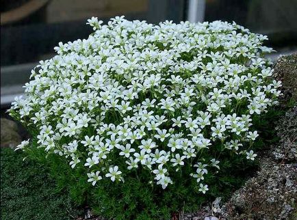 Aubrieta расте от семена в домашни условия