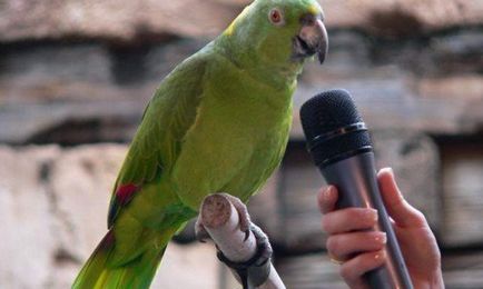 Образование и обучение на папагали