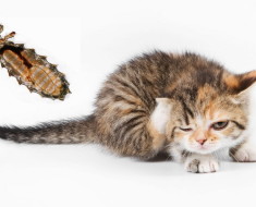 Преглед на кожни заболявания при котки с снимка и описание на лечението на симптомите