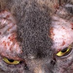 Преглед на кожни заболявания при котки с снимка и описание на лечението на симптомите