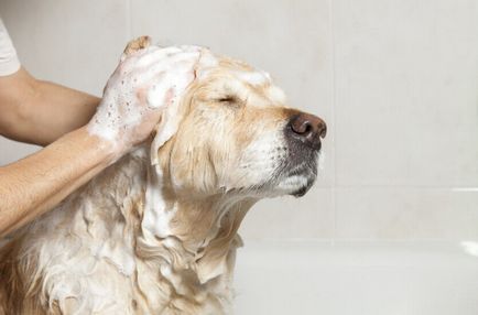 Преглед на най-ефективното средство срещу бълхи за кучета и кученца - 25 април 2016 г. - здраво куче