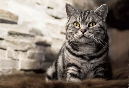 Преглед на породи котки британски описание късокосместа, котенца