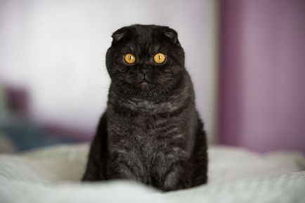 Цветове котки шотландски Fold черен, шоколад, червено, бяло, мрамор, лилаво