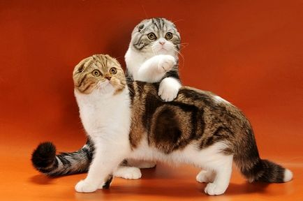 Цветове шотландски котки - шотландски котки - Всичко за породата