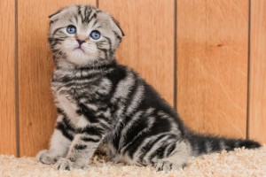 Цвят шотландски Fold котка, с всички видове снимки, породи котки