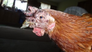 Описание на болестта на пилета, симптоми и лечение