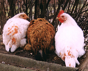 Описание на болестта на пилета, симптоми и лечение