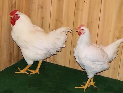 Описание пилета порода Плимут със снимки на типични нейни представители