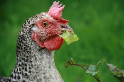 Описание Пушкин производство порода пилешко яйце, хранене, размножаване