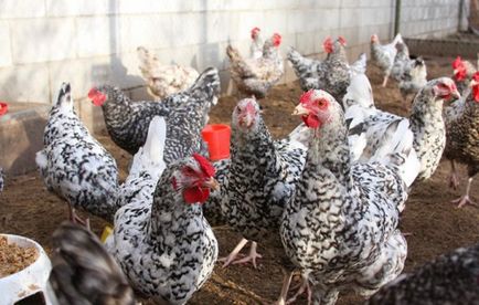 Описание Пушкин производство порода пилешко яйце, хранене, размножаване