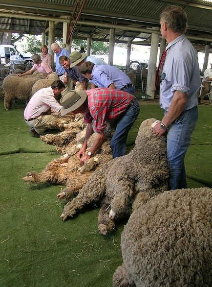 Определяне на качеството на овча вълна