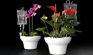 Организация за автоматично поливане стайни растения със собствените си ръце видове системи, техните функции,
