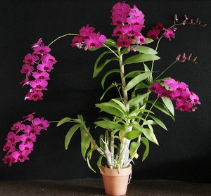 Dendrobium орхидея може да бъде най-непретенциозен в домашни грижи, прочетете съвети и трикове