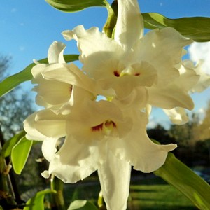 Dendrobium орхидея може да бъде най-непретенциозен в домашни грижи, прочетете съвети и трикове