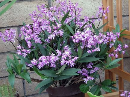 Dendrobium орхидея - грижи в дома Dendrobium размножаване и пресаждане, след орхидея