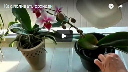 Dendrobium орхидея - грижи в дома Dendrobium размножаване и пресаждане, след орхидея