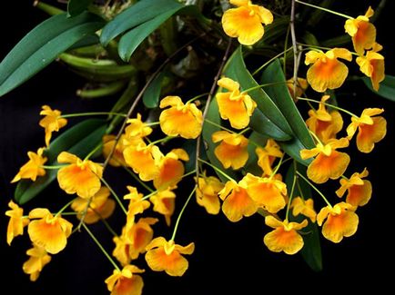 Dendrobium орхидея - грижи в дома Dendrobium размножаване и пресаждане, след орхидея