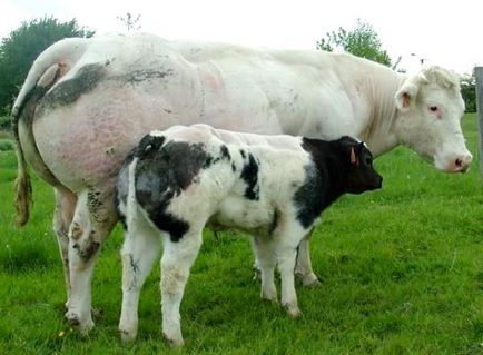 Характеристики на белгийския Blue крава и й достойнство