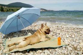 Празници на Черно и Азовско море с куче, разпоредби и препоръки, в света на домашните любимци