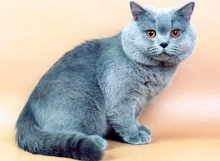 Различията на британските котки и котенца шотландски външен вид, характер и други