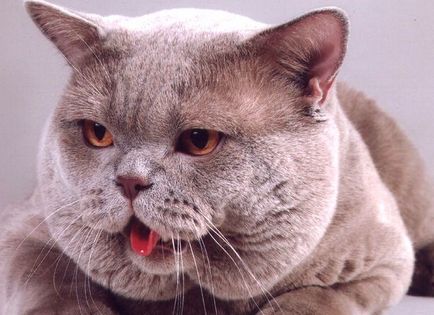 Различията на британските котки и котенца шотландски външен вид, характер и други