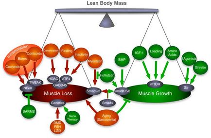 Отрицателните ефекти от загуба на мускулна маса
