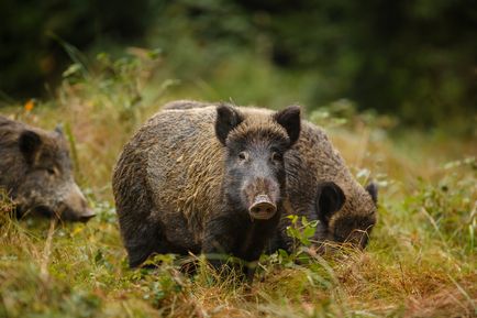 На лов за дива свиня през лятото (от засада, с подхода на кулата, от грах и т.н.), видео