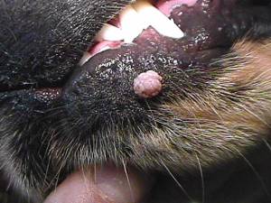 Папиломи в кучета и котки симптоми и лечение на снимка