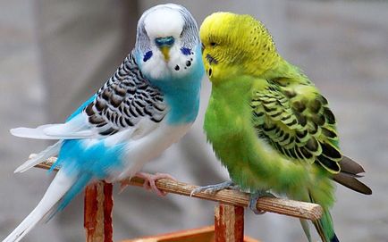 Пеенето папагалчета и техните звуци, да слушате и да гледате видеото