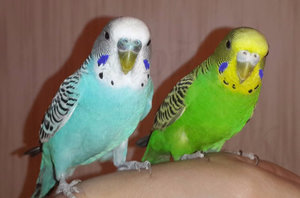 Пеенето папагалчетата проучване функции (видео)
