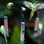 Пеенето папагалчета - слушате чурулика папагалчетата онлайн безплатно, mp3, видео