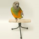 Пеенето папагалчета - слушате чурулика папагалчетата онлайн безплатно, mp3, видео
