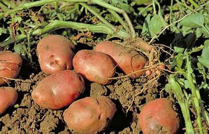 активната вегетация период от картофи, зеле, ябълки - това, което е