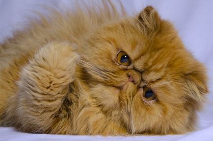 Персийска котка порода и описание на характера
