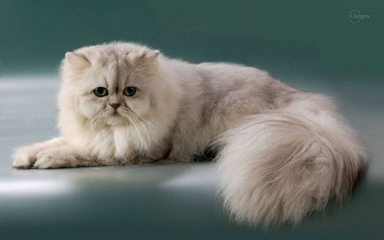 Персийска котка порода и описание на характера
