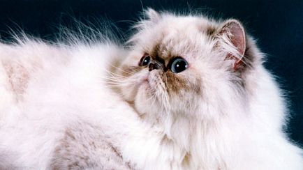 Персийски котки история на външен вид, поведение и грижи