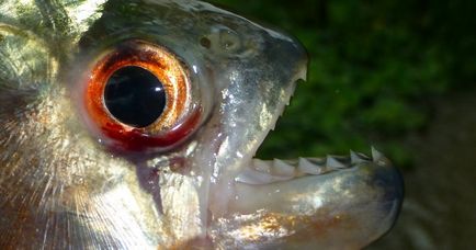 Piranha (50 снимки) Интересни факти, които зъби krasnobryuhoy риби живеят в Амазония, описание, видео