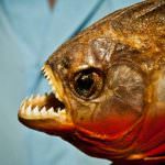 Piranha (50 снимки) Интересни факти, които зъби krasnobryuhoy риби живеят в Амазония, описание, видео