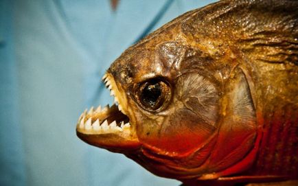 Piranha (50 снимки) Интересни факти, които зъби krasnobryuhoy риби живеят в Амазония, описание, видео