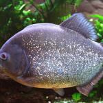 Piranha (50 снимки) Интересни факти, които зъби krasnobryuhoy риби живеят в Амазония, описание, видео