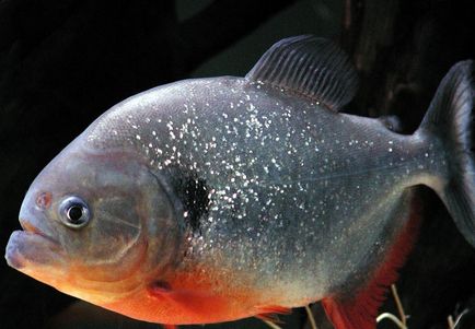 Piranha (50 снимки) Интересни факти, които зъби krasnobryuhoy риби живеят в Амазония, описание, видео